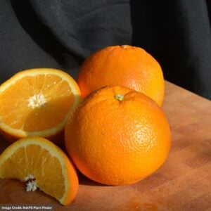 Orange Tree – Navel – #2 Container