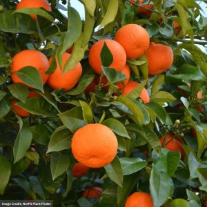 Orange Tree - Valencia - #2 Container