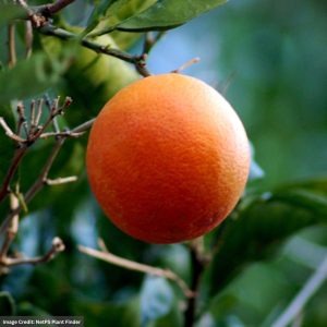 Orange Tree - Blood - #2 Container