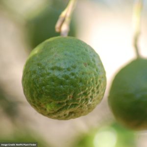 Lime Tree – Kaffir – #2 Container
