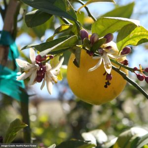 Lemon Tree – Meyer – #2 Container