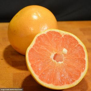 Grapefruit – Ruby Red – #2 Container