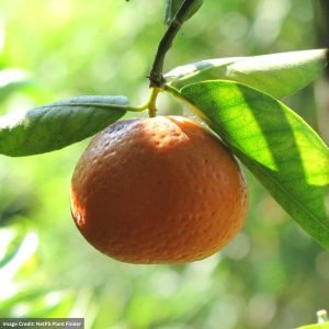 Clementine Tree – Nules – #2 Container