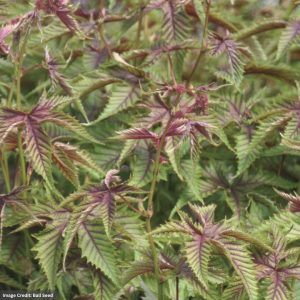 Meadow Sweet (Filipendula) - Red - #1 Container