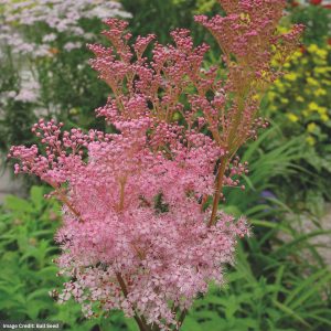 Meadow Sweet (Filipendula) - Venusta - #2 Container
