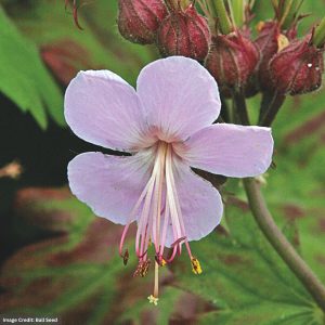 Cranesbill (Geranium) – Ingwersen’s Variety – #1 Container