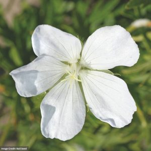Cranesbill (Geranium Sanguineum) – Album – #1 Container