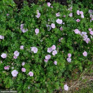 Cranesbill (Geranium Sanguineum) – Striatum – #1 Container