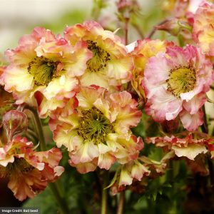 Avens (Geum) – Pretticoats™ Peach – 2 Qt Container