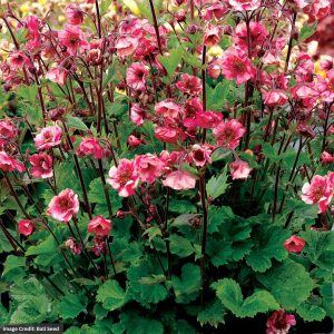 Avens (Geum) – Tempo Rose – 2 Qt Container