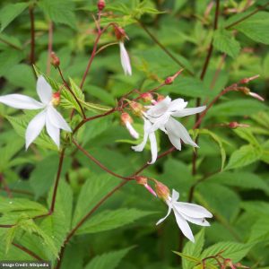 Bowman’s root (Gillenia Trifoliata) – #1 Container