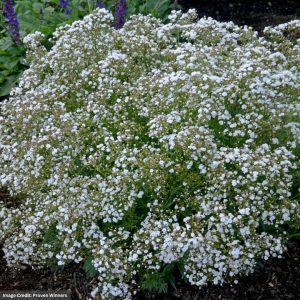 Baby’s Breath (Gypsophila Paniculata) – Festival® White – #1 Container
