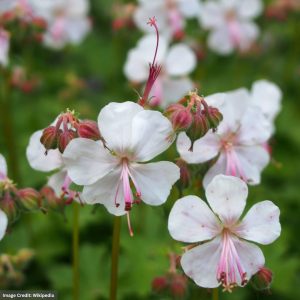 Cranesbill (Geranium) – Biokovo – #1 Container