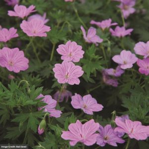 Cranesbill (Geranium) – Blushing Turtle – 2 Qt Container