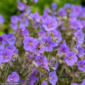 Cranesbill (Geranium) – Boom Chocolatta – #1 Container