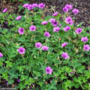 Cranesbill (Geranium) – Hexham Velvet – 2 Qt Container