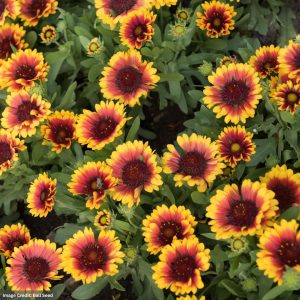 Blanket Flower (Gaillardia) – Spintop™ Red Starburst – #1 Container