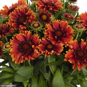 Blanket Flower (Gaillardia) – Spintop™ Yellow Touch – #1 Container