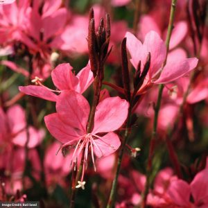 Wandflower (Gaura) – Belleza Dark Pink – #1 Container