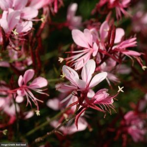 Wandflower (Gaura) – Belleza Light Pink – #1 Container