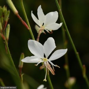 Wandflower (Gaura) – Belleza White – #1 Container