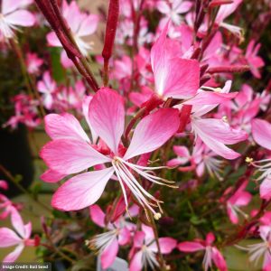 Wandflower (Gaura) – Little Janie – #1 Container
