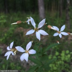 American Ipecac (Gillenia Stipulata) – 3 Qt Container