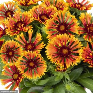 Blanket Flower (Gaillardia) – Copper Sun – #1 Container