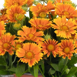 Blanket Flower (Gaillardia) – Spintop™ Mango – #1 Container