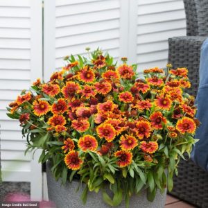 Blanket Flower (Gaillardia) – Spintop™ Orange Halo – #1 Container