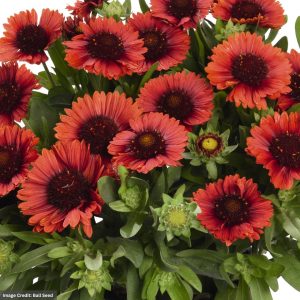 Blanket Flower (Gaillardia) – Spintop™ Red – #1 Container