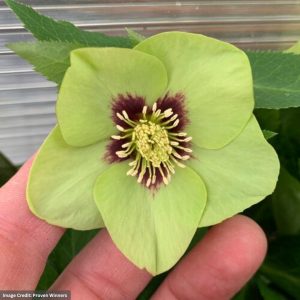 Hellebore - Irish Luck - #1 Container