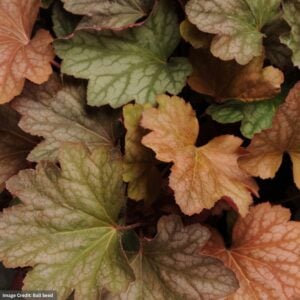 Coral Bells (Heuchera) – Carnival Watermelon – #1 Container
