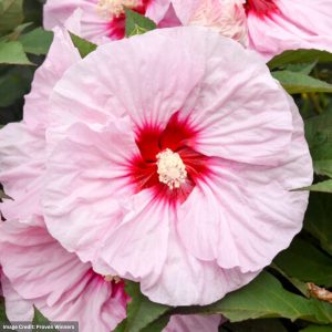 Hibiscus - Summerific® All Eyes On Me - #3 Container