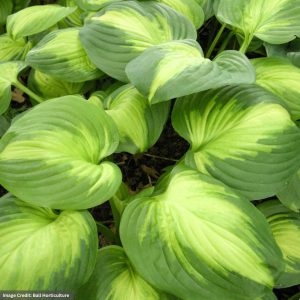 Hosta - Enchiladas - #1 Container