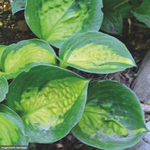 Hosta – Sunset Grooves – #1 Container