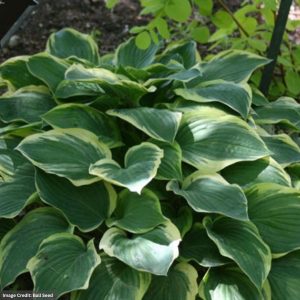 Hosta – Tambourine – #1 Container