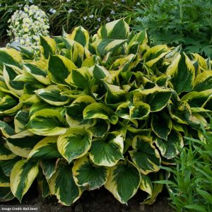 Hosta – Twilight – #1 Container
