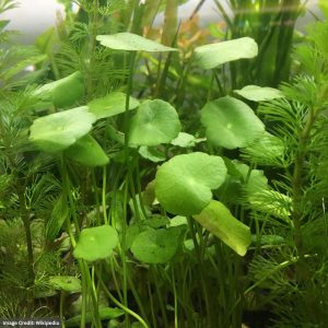 Dollarweed (Hydrocotyle Umbellata) – 3.5″ Pot