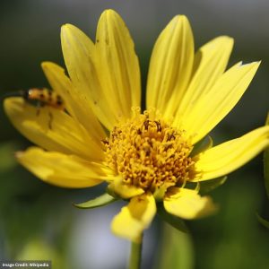 Sunflower (Helianthus) - Lemon Queen - #1 Container