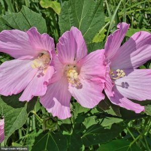 Hibiscus - Palustris - 1 Qt Container
