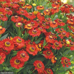 Sneezeweed (Helenium) – Hot Lava – #1 Container