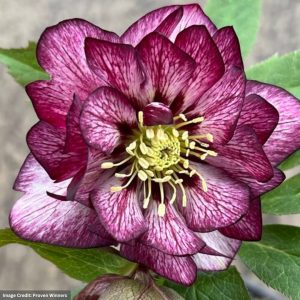 Hellebore - Wedding Party® Whirlwind Romance - #1 Container