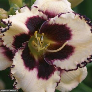 Daylily (Hemerocallis) – Sabine Baur – #1 Container