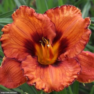 Daylily (Hemerocallis) – San Luis Halloween – #1 Container
