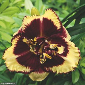 Daylily (Hemerocallis) – Tiger Blood – #1 Container