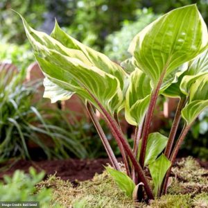 Hosta – Sorbet – #1 Container
