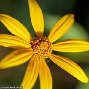 Woodland Sunflower (Helianthus Divaricatus) - #1 Contianer