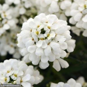 Candytuft (Iberis) - Snowstation™ - #1 Container