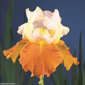Bearded Iris – Fall Fiesta – #1 Container